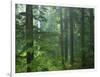 Old growth forest, Mt. Rainier National Park, Washington, USA-Charles Gurche-Framed Photographic Print