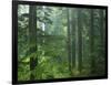 Old growth forest, Mt. Rainier National Park, Washington, USA-Charles Gurche-Framed Photographic Print