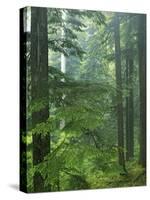 Old growth forest, Mt. Rainier National Park, Washington, USA-Charles Gurche-Stretched Canvas