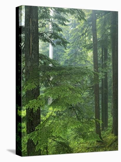 Old growth forest, Mt. Rainier National Park, Washington, USA-Charles Gurche-Stretched Canvas