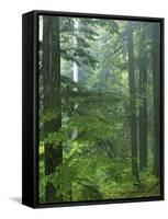 Old growth forest, Mt. Rainier National Park, Washington, USA-Charles Gurche-Framed Stretched Canvas