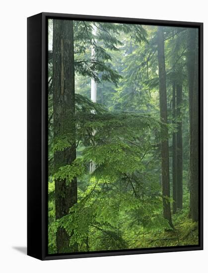 Old growth forest, Mt. Rainier National Park, Washington, USA-Charles Gurche-Framed Stretched Canvas