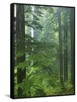 Old growth forest, Mt. Rainier National Park, Washington, USA-Charles Gurche-Framed Stretched Canvas