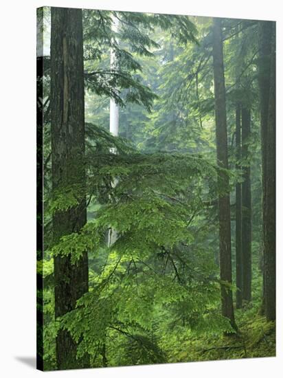 Old growth forest, Mt. Rainier National Park, Washington, USA-Charles Gurche-Stretched Canvas