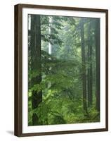 Old growth forest, Mt. Rainier National Park, Washington, USA-Charles Gurche-Framed Premium Photographic Print