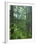 Old growth forest, Mt. Rainier National Park, Washington, USA-Charles Gurche-Framed Premium Photographic Print