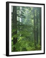 Old growth forest, Mt. Rainier National Park, Washington, USA-Charles Gurche-Framed Premium Photographic Print