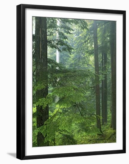 Old growth forest, Mt. Rainier National Park, Washington, USA-Charles Gurche-Framed Premium Photographic Print