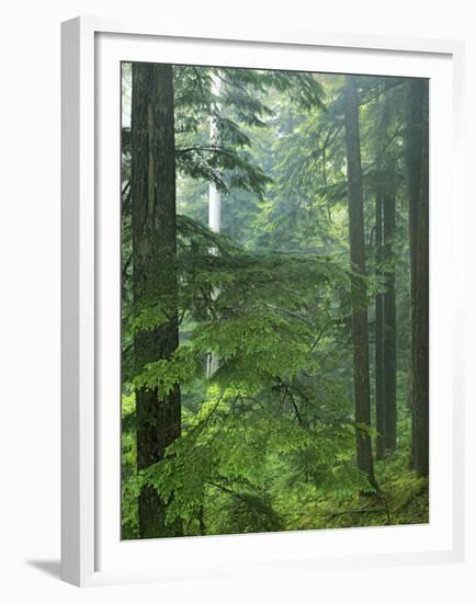 Old growth forest, Mt. Rainier National Park, Washington, USA-Charles Gurche-Framed Premium Photographic Print