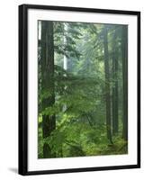 Old growth forest, Mt. Rainier National Park, Washington, USA-Charles Gurche-Framed Premium Photographic Print