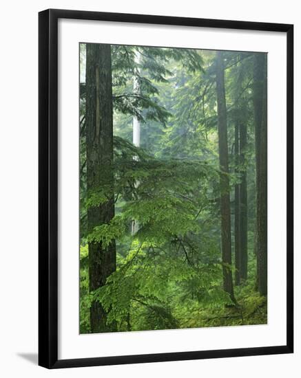 Old growth forest, Mt. Rainier National Park, Washington, USA-Charles Gurche-Framed Premium Photographic Print