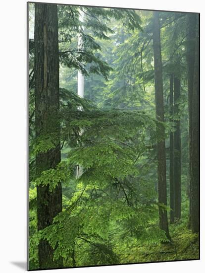 Old growth forest, Mt. Rainier National Park, Washington, USA-Charles Gurche-Mounted Premium Photographic Print