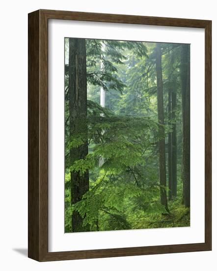 Old growth forest, Mt. Rainier National Park, Washington, USA-Charles Gurche-Framed Photographic Print