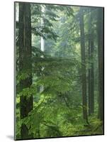 Old growth forest, Mt. Rainier National Park, Washington, USA-Charles Gurche-Mounted Photographic Print