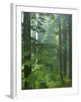 Old growth forest, Mt. Rainier National Park, Washington, USA-Charles Gurche-Framed Photographic Print