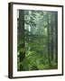 Old growth forest, Mt. Rainier National Park, Washington, USA-Charles Gurche-Framed Photographic Print