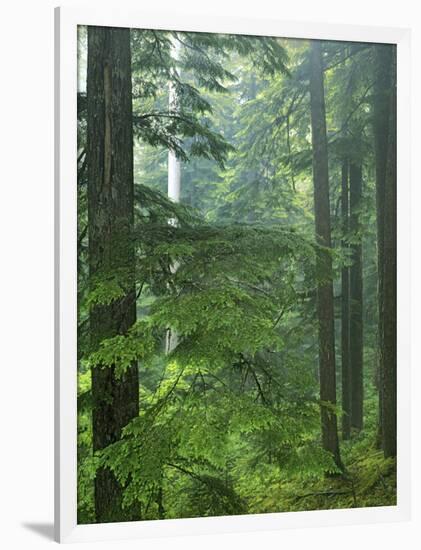 Old growth forest, Mt. Rainier National Park, Washington, USA-Charles Gurche-Framed Photographic Print