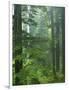 Old growth forest, Mt. Rainier National Park, Washington, USA-Charles Gurche-Framed Photographic Print