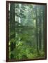 Old growth forest, Mt. Rainier National Park, Washington, USA-Charles Gurche-Framed Photographic Print