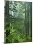 Old growth forest, Mt. Rainier National Park, Washington, USA-Charles Gurche-Mounted Photographic Print