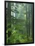 Old growth forest, Mt. Rainier National Park, Washington, USA-Charles Gurche-Framed Photographic Print