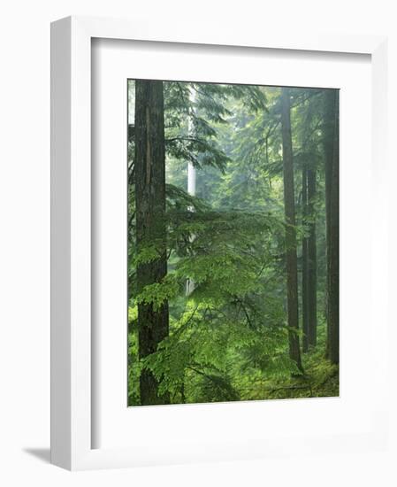 Old growth forest, Mt. Rainier National Park, Washington, USA-Charles Gurche-Framed Photographic Print