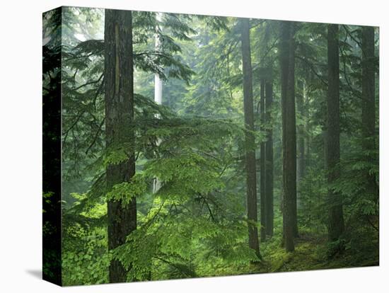 Old growth forest, Mt. Rainier National Park, Washington, USA-Charles Gurche-Stretched Canvas