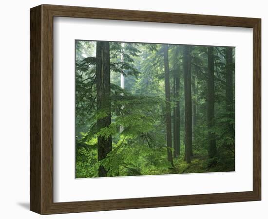 Old growth forest, Mt. Rainier National Park, Washington, USA-Charles Gurche-Framed Photographic Print