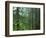 Old growth forest, Mt. Rainier National Park, Washington, USA-Charles Gurche-Framed Photographic Print