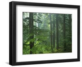 Old growth forest, Mt. Rainier National Park, Washington, USA-Charles Gurche-Framed Photographic Print