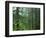 Old growth forest, Mt. Rainier National Park, Washington, USA-Charles Gurche-Framed Photographic Print