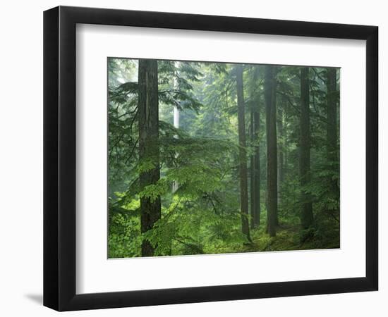 Old growth forest, Mt. Rainier National Park, Washington, USA-Charles Gurche-Framed Photographic Print