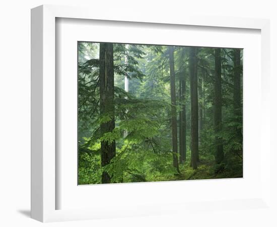 Old growth forest, Mt. Rainier National Park, Washington, USA-Charles Gurche-Framed Photographic Print