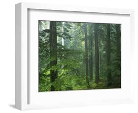 Old growth forest, Mt. Rainier National Park, Washington, USA-Charles Gurche-Framed Photographic Print