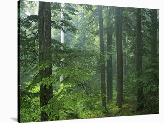 Old growth forest, Mt. Rainier National Park, Washington, USA-Charles Gurche-Stretched Canvas