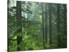 Old growth forest, Mt. Rainier National Park, Washington, USA-Charles Gurche-Stretched Canvas