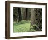 Old Growth Forest, Quinault River Valley, Olympic National Park, Washington, USA-Art Wolfe-Framed Photographic Print