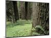 Old Growth Forest, Quinault River Valley, Olympic National Park, Washington, USA-Art Wolfe-Mounted Photographic Print