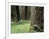 Old Growth Forest, Quinault River Valley, Olympic National Park, Washington, USA-Art Wolfe-Framed Photographic Print