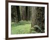 Old Growth Forest, Quinault River Valley, Olympic National Park, Washington, USA-Art Wolfe-Framed Photographic Print