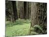 Old Growth Forest, Quinault River Valley, Olympic National Park, Washington, USA-Art Wolfe-Mounted Photographic Print