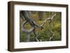 Old Growth, Northern Boreal Forest, Oulanka, Finland, September 2008-Widstrand-Framed Photographic Print