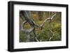 Old Growth, Northern Boreal Forest, Oulanka, Finland, September 2008-Widstrand-Framed Photographic Print