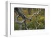 Old Growth, Northern Boreal Forest, Oulanka, Finland, September 2008-Widstrand-Framed Photographic Print