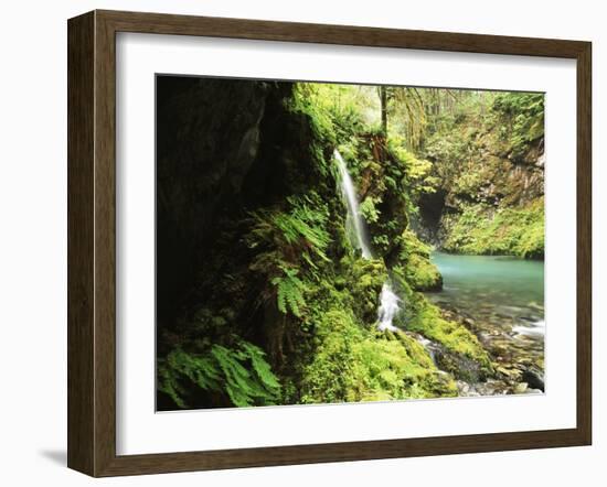 Old-Growth Rainforest, Graves Creek Tributary, Olympic National Park, Washington State, USA-Stuart Westmorland-Framed Premium Photographic Print