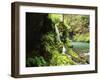 Old-Growth Rainforest, Graves Creek Tributary, Olympic National Park, Washington State, USA-Stuart Westmorland-Framed Premium Photographic Print