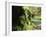 Old-Growth Rainforest, Graves Creek Tributary, Olympic National Park, Washington State, USA-Stuart Westmorland-Framed Premium Photographic Print