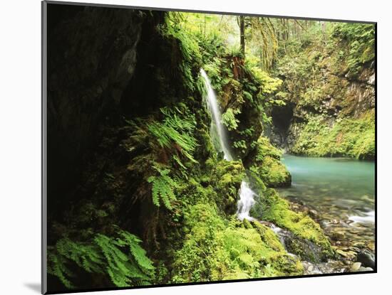 Old-Growth Rainforest, Graves Creek Tributary, Olympic National Park, Washington State, USA-Stuart Westmorland-Mounted Premium Photographic Print