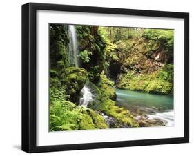 Old-Growth Rainforest, Graves Creek Tributary, Olympic National Park, Washington State, USA-Stuart Westmorland-Framed Premium Photographic Print