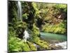 Old-Growth Rainforest, Graves Creek Tributary, Olympic National Park, Washington State, USA-Stuart Westmorland-Mounted Premium Photographic Print